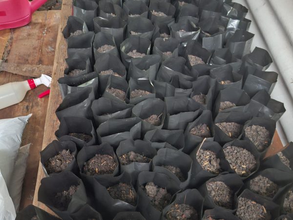 Semai Benih Tanaman Rintisan Badan Usaha Milik Masjid (BUMM) Al-Wustho 27/8/2025