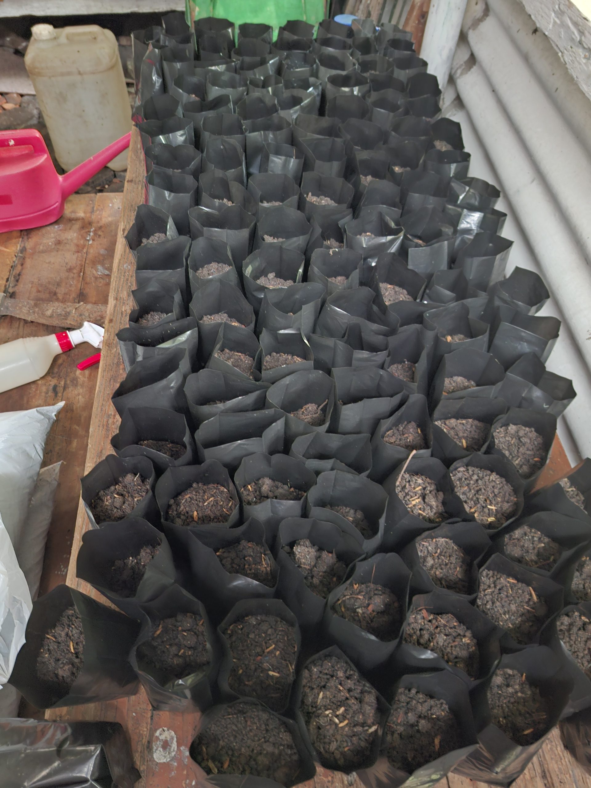 Semai Benih Tanaman Rintisan Badan Usaha Milik Masjid (BUMM) Al-Wustho 27/8/2025