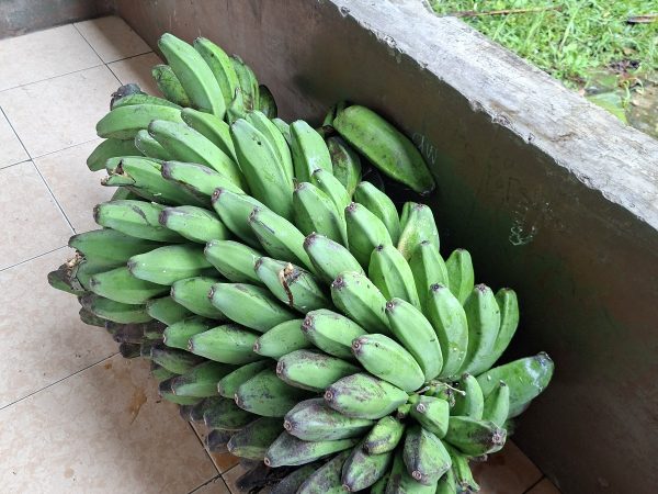 Panen Pisang Kebun Al-Wustho 15/1/2026