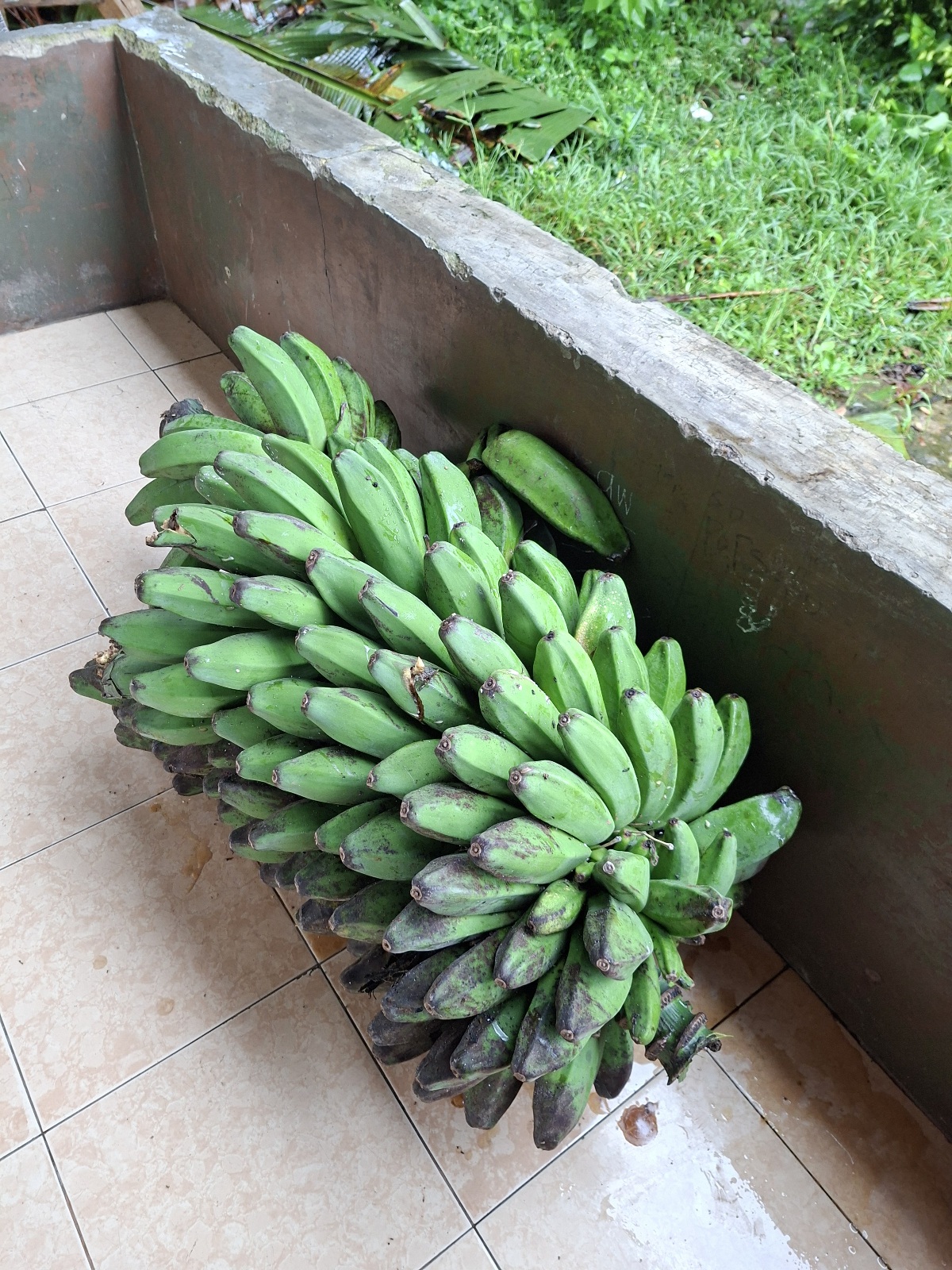 Panen Pisang Kebun Al-Wustho 15/1/2026